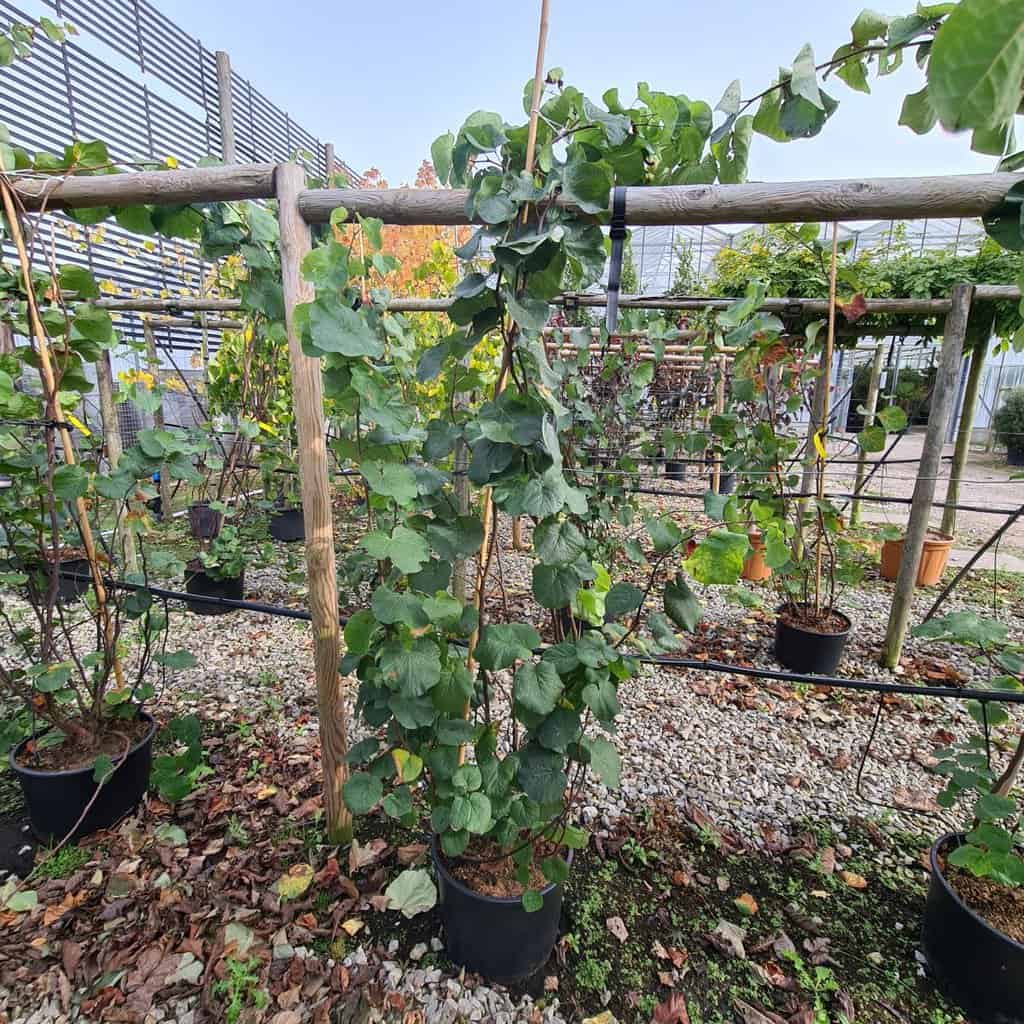 Cercis siliquastrum 200-250 cm